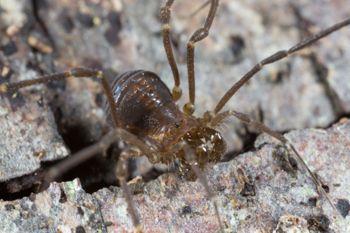 Media type: image; Invertebrate Zoology 143231